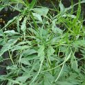 Sambucus nigra 'Heterophylla' P18